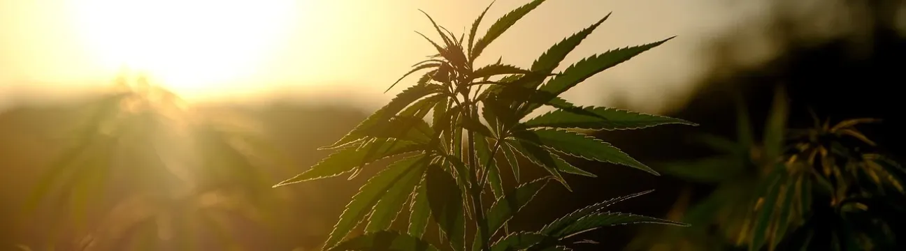 Medical Marijuana Card Oakland